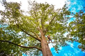 Best Organic Lawn Care Solutions  in Slocom, AL