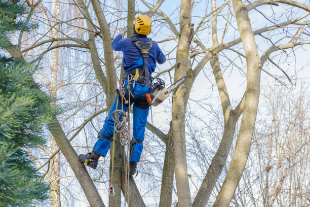 Best Firewood Processing and Delivery  in Slocom, AL