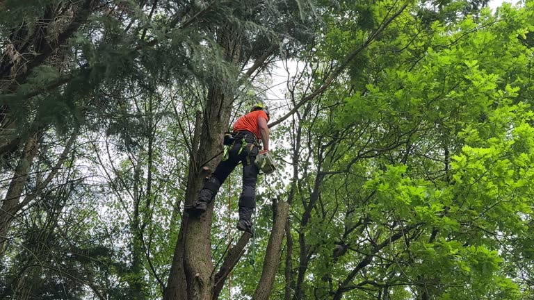 Best Seasonal Cleanup (Spring/Fall)  in Slocom, AL