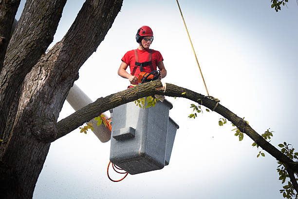 How Our Tree Care Process Works  in  Slocom, AL