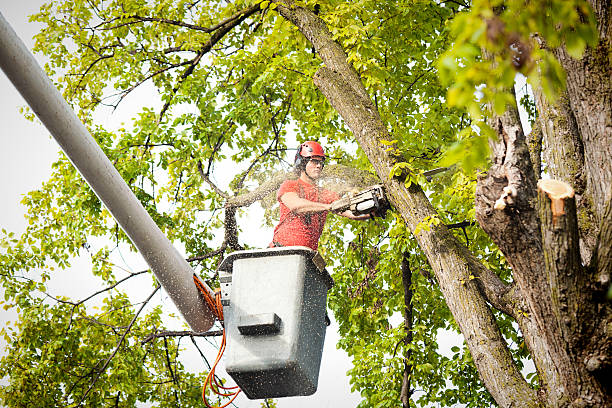 Seasonal Cleanup (Spring/Fall) in Slocom, AL