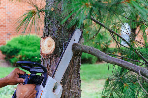 Best Palm Tree Trimming  in Slocom, AL