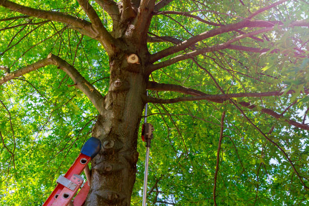 Slocom, AL Tree Services Company